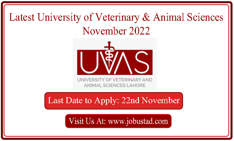 Latest UVAS Jobs in Lahore November 2022 - University of Veterinary & Animal  Sciences Jobs